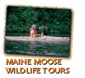 moose/wildlife tours