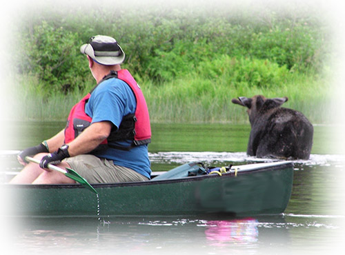 Moose and kayaker