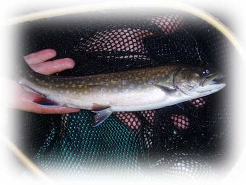 Fly fishing for brook trout at Moosehead Lake in Maine