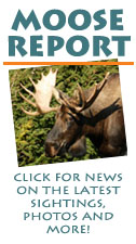 Moose Report - click for the latest news, sightings, photos and more