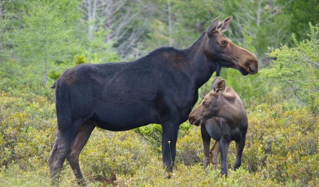 Moose and baby spotted on tour
