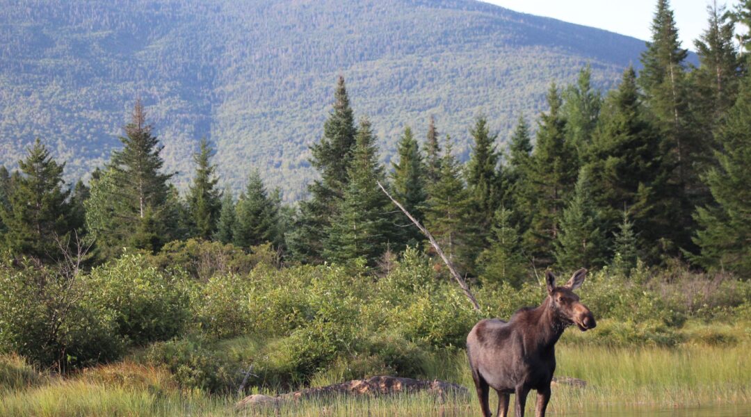 landscape at Lake Moosehead with Moose